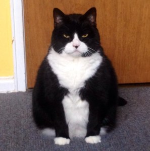 fat-cat-photo