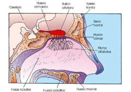 olfato